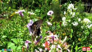 Some Tips For Creating A Garden That’s Friendly To Pollinators
