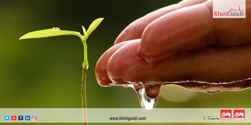 Watering Your Seedlings