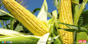 How To Fertilize Corn
