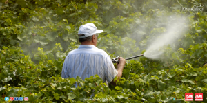 Why You Must Think Twice Before Using Organic Pesticides