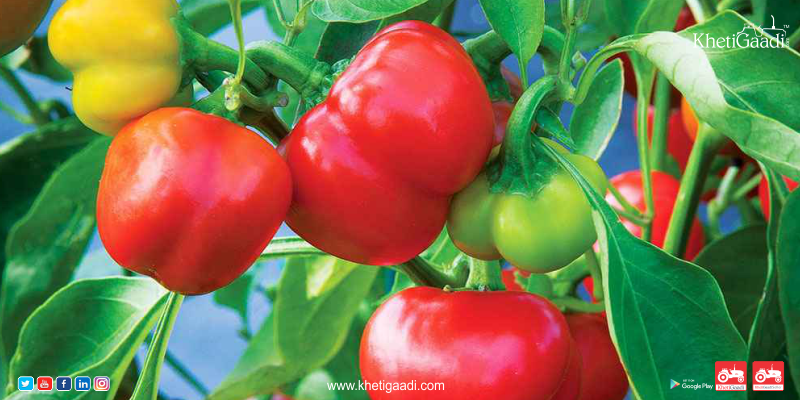 Khetigaadi Farming: Best Ways You Can Better Market Sweet Peppers