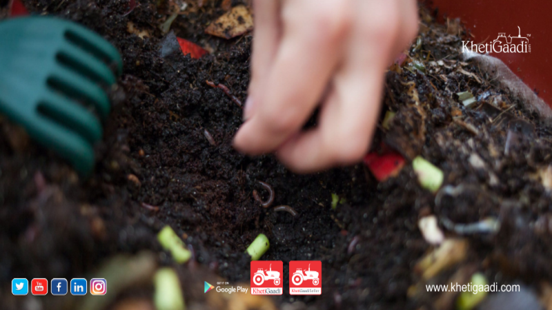 Soil life: How dramatically increase the productivity of your growing?