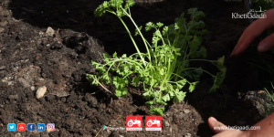 Parsley: Not Just for Salad it is The Best Crops For Vertical Farming
