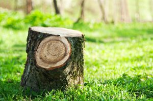 How to Remove Tree Stumps: Tips, Techniques and Methods