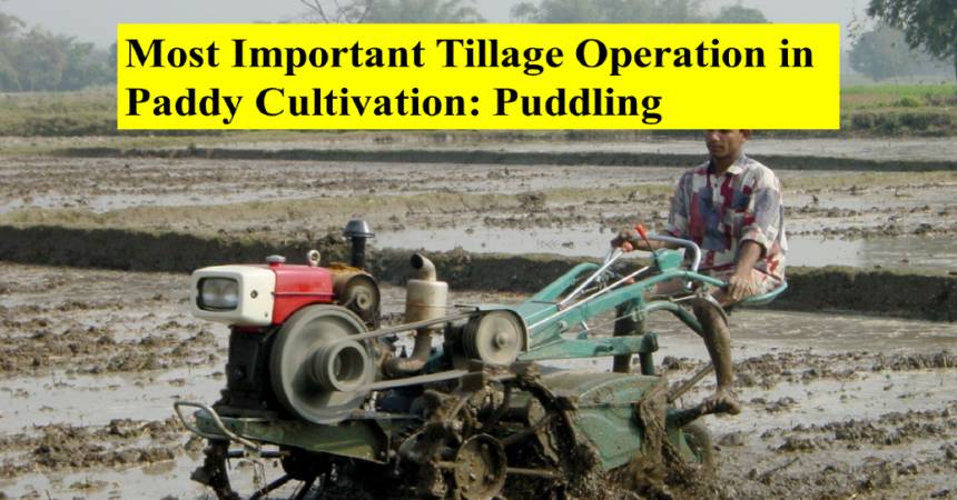 Most Important Tillage Operation in Paddy Cultivation: Puddling