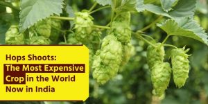 Hops Shoots: The Most Expensive Crop in World Now in India