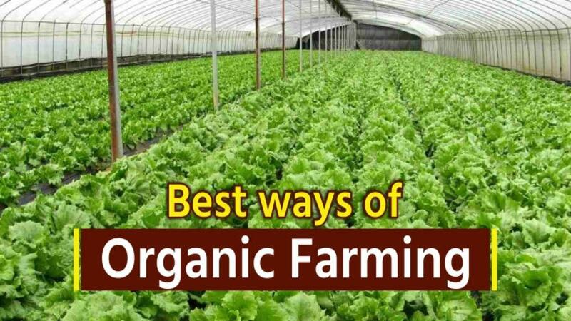 Organic Farming or Natural Farming