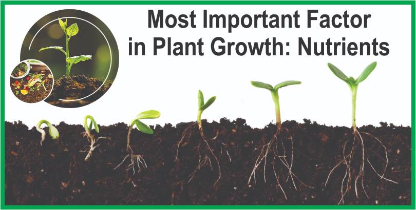 Most Important Factor in Plant Growth: Nutrients