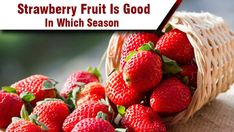 Strawberry Fruit Is Good In Which Season