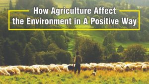 How Agriculture Affects the Environment in A Positive Way