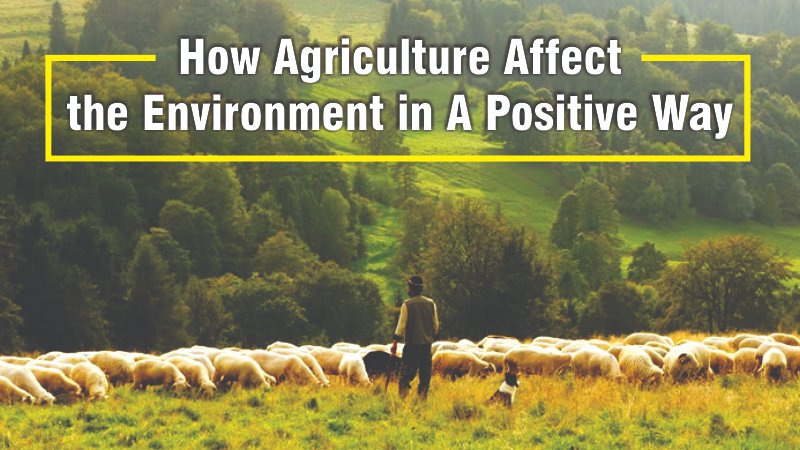 How Agriculture Affect the Environment in A Positive Way