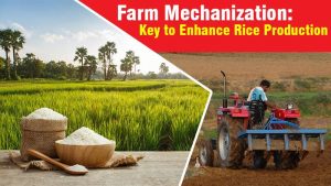 Farm Mechanization: Key to Enhance Rice Production