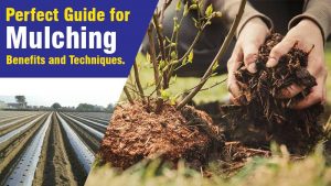Perfect Guide for Mulching: Benefits and Techniques.