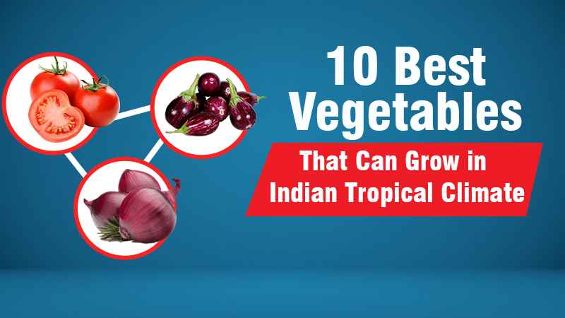 10 Best Vegetables That Can Grow in Indian Tropical Climate