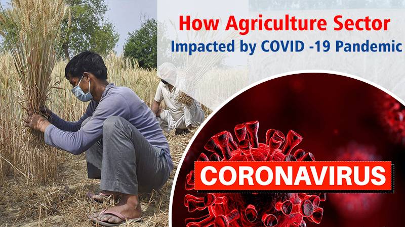 How Agriculture Sector Impacted by COVID -19 Pandemic