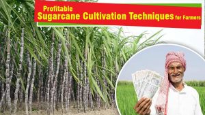 Profitable Sugarcane Cultivation Techniques for Farmers