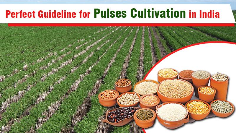 Perfect Guideline for Pulses Cultivation in India.