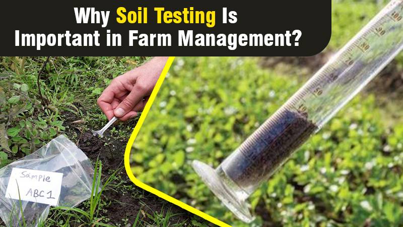 Why Soil Testing Is Important in Farm Management?