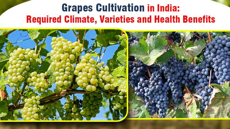 Grapes Cultivation in India: Required Climate, Varieties and Health Benefits