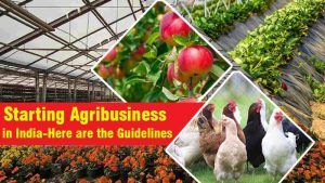 Starting Agribusiness in India – Here are the Guidelines