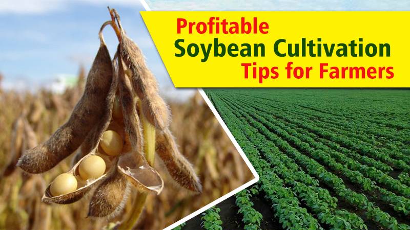 Profitable Soybean Cultivation Tips for Farmers