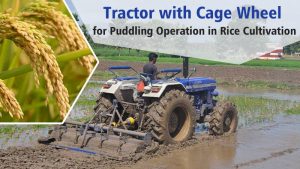 Tractor with Cage Wheel for Puddling Operation in Rice Cultivation