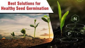 Best Solutions for Healthy Seed Germination