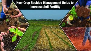 How Crop Residue Management Helps to Increase Soil Fertility.