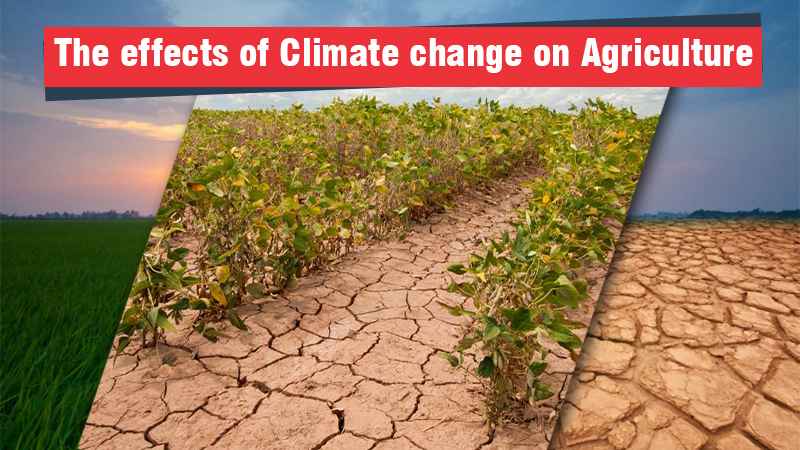 The effects of Climate change on Agriculture