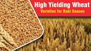 High Yielding Wheat Varieties for Rabi Season