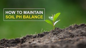 How To Maintain PH Value of Soil