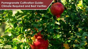 Pomegranate Cultivation Guide: Climate Required and Best Verities