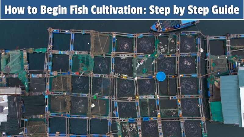 How to Begin Fish Cultivation: Step by Step Guide
