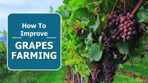 How To Improve Grapes Farming