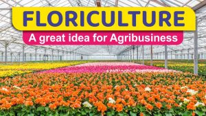 Floriculture: A great idea for Agribusiness