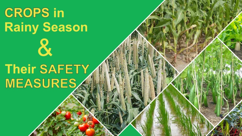 Crops in Rainy Season And Considerable Safety Measures In Rainy Season.