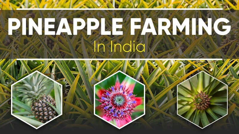Pineapple Farming In India