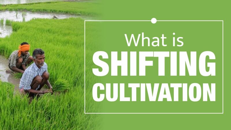 What is Shifting Cultivation?