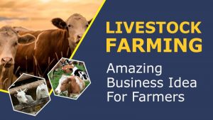 Livestock Farming: Amazing Business Ideas For Farmers