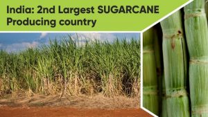 India: The Second-Largest Sugarcane-Producing Country