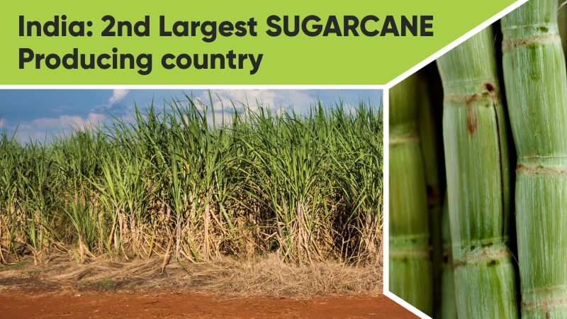 India: The Second-Largest Sugarcane-Producing Country