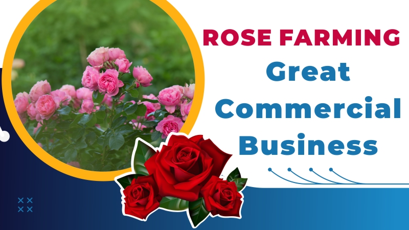 Rose Farming: Great Commercial Business