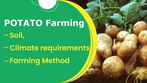 Potato Farming- Soil, Climate Requirements, and Farming Method
