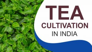 Tea Cultivation in India