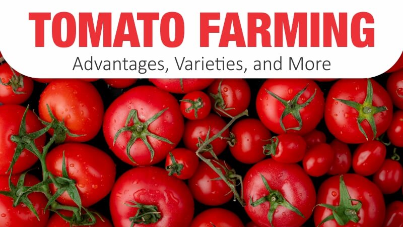 Tomato Farming: Advantages, Varieties, and More