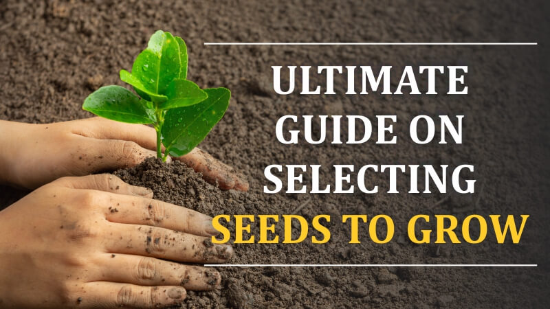 Ultimate Guide on Selecting Seeds to Grow