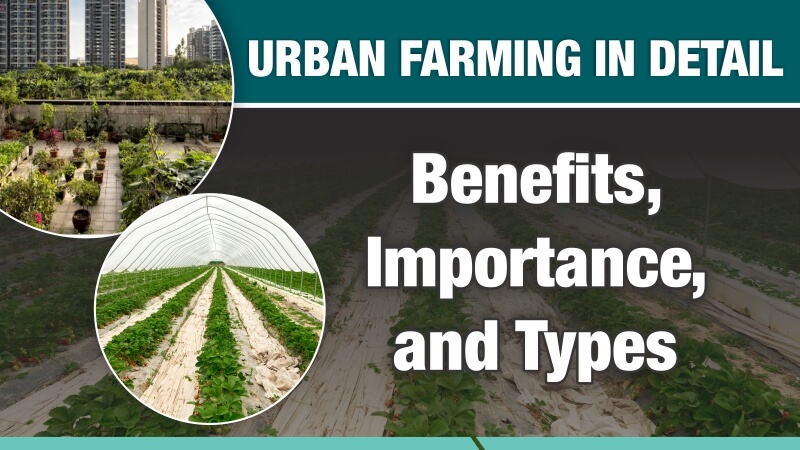Urban Farming in Detail: Benefits, Importance, and Types
