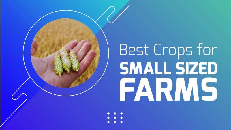 Best Crops For Small-Sized Farms