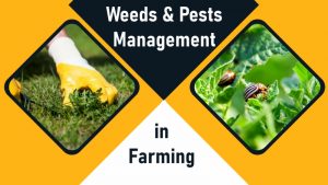 Weeds and Pests Management in Farming