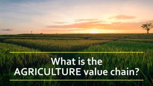 What is the Agriculture value chain?